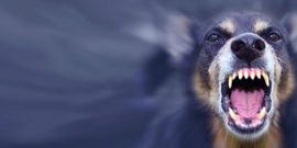 Dangerous Dogs